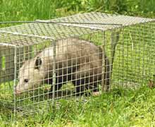 Al's Opossum Capture, Opossum Relocations,Catching Opossum