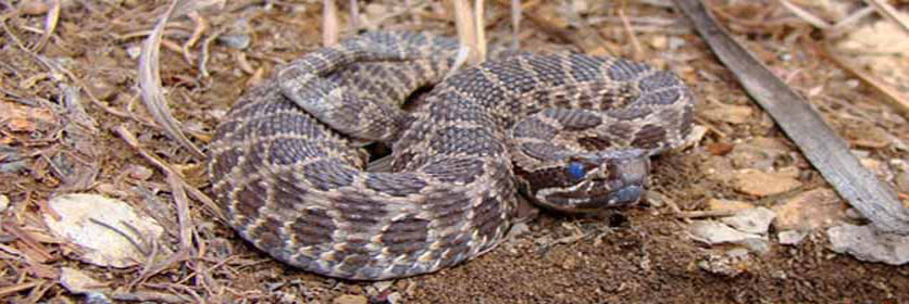 Al's Wildlife Capture & Relocation Trapping Catching Rattlesnakes