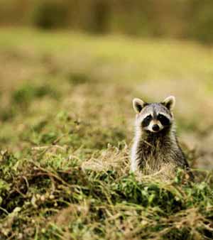 Al's Raccoon Capture, Raccoon Relocations,Catching Raccoons
